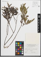 Foto von Salix purpurea L.